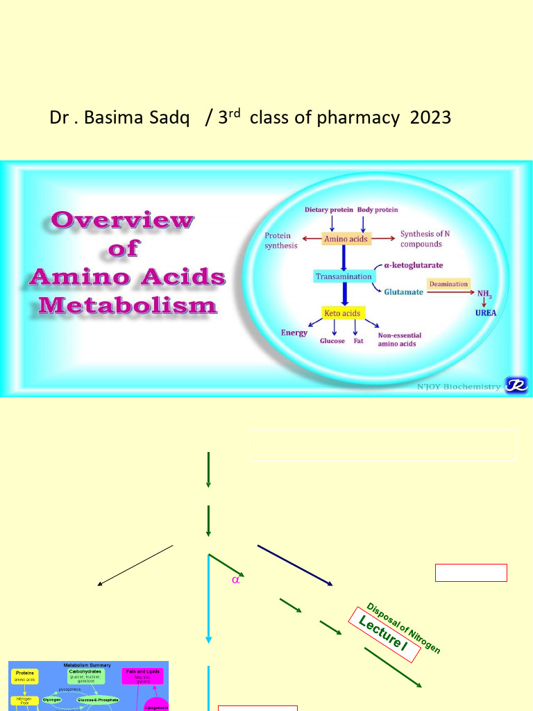 Amino Acid Metabolism I 10-14-08 | PDF | Biosynthesis | Amino Acid