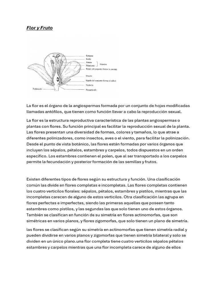 Estructura y Clasificación de Flores y Frutos | PDF | Flores | Botánica