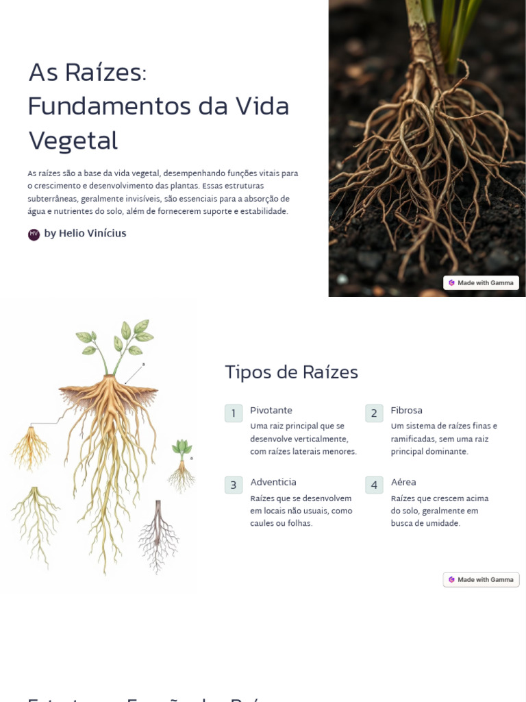 Funções e Tipos de Raízes Vegetais | PDF | Raiz | Plantas