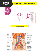 Urinary System Overview and Conditions | PDF | Kidney | Urinary System