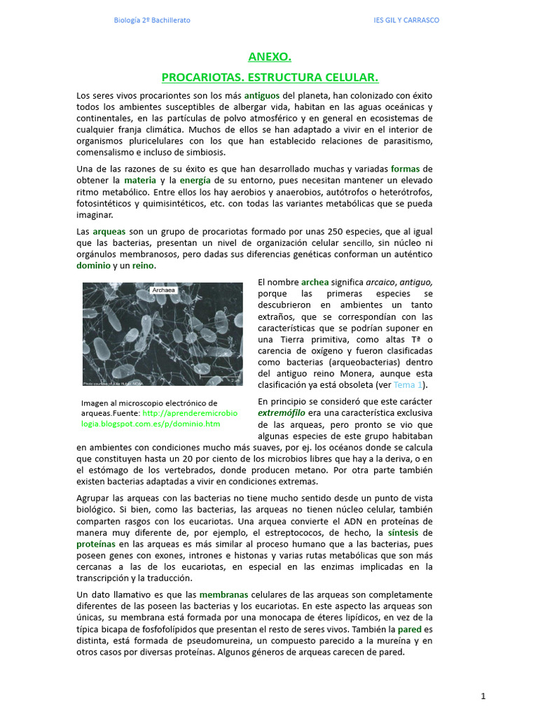 Estructura de Arqueobacterias y Bacterias | PDF | Las bacterias | Archaea