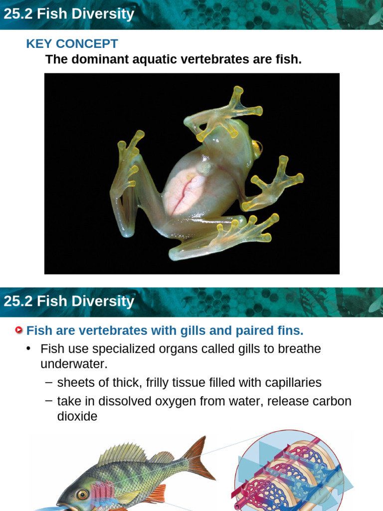 Understanding Fish Diversity and Anatomy | PDF | Science & Mathematics