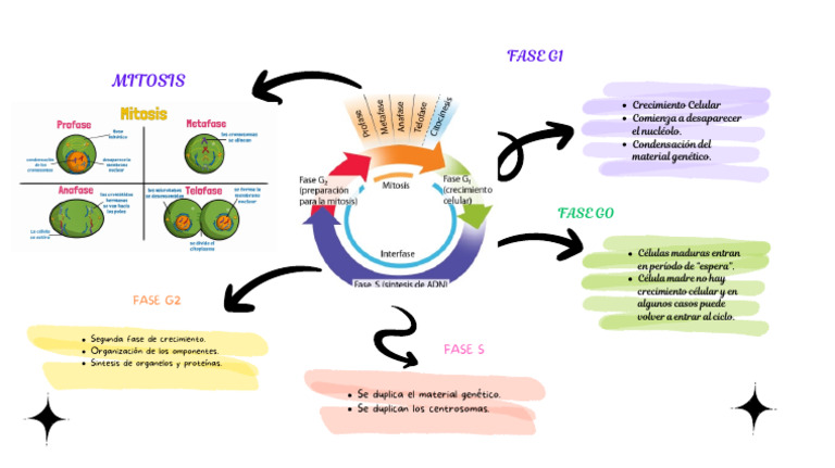 CICLO CELULAR MAPA MENTAL (2).. | PDF