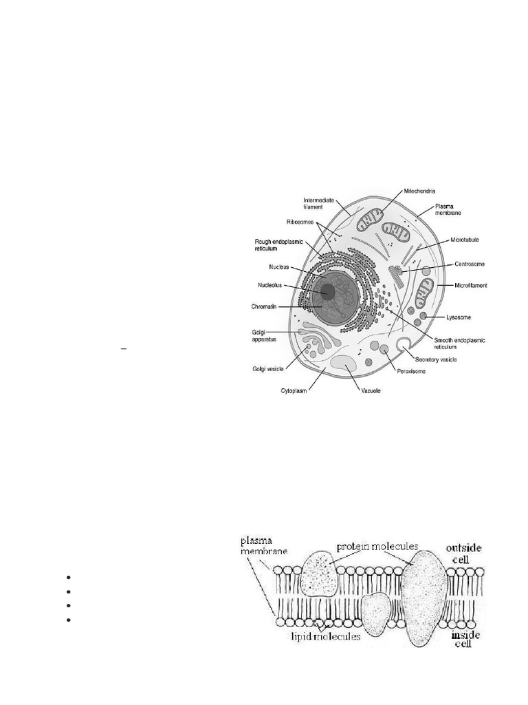 Overview of Cell Structure and Functions | PDF | Endoplasmic Reticulum ...