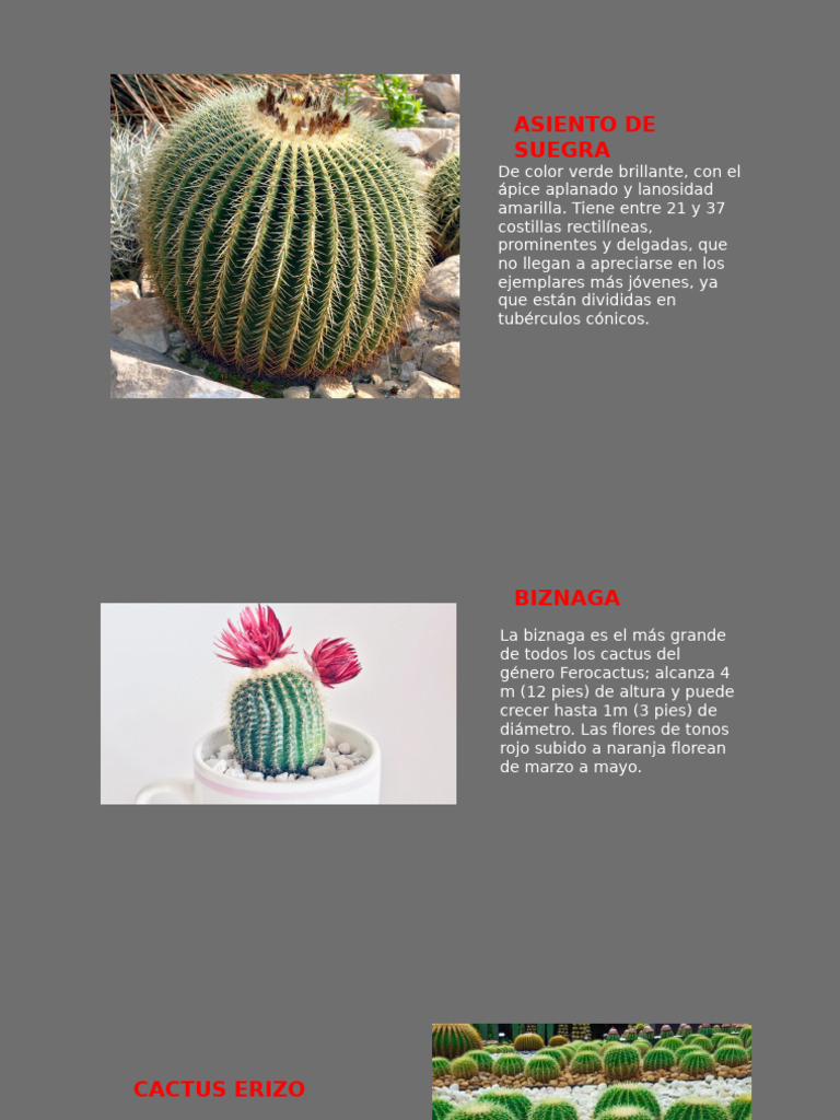 Tipos de Cactus y Sus Características | PDF | Plantas
