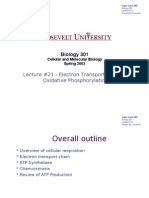 Lecture #21 - Electron Transport Chain & Oxidative Phosphorylation