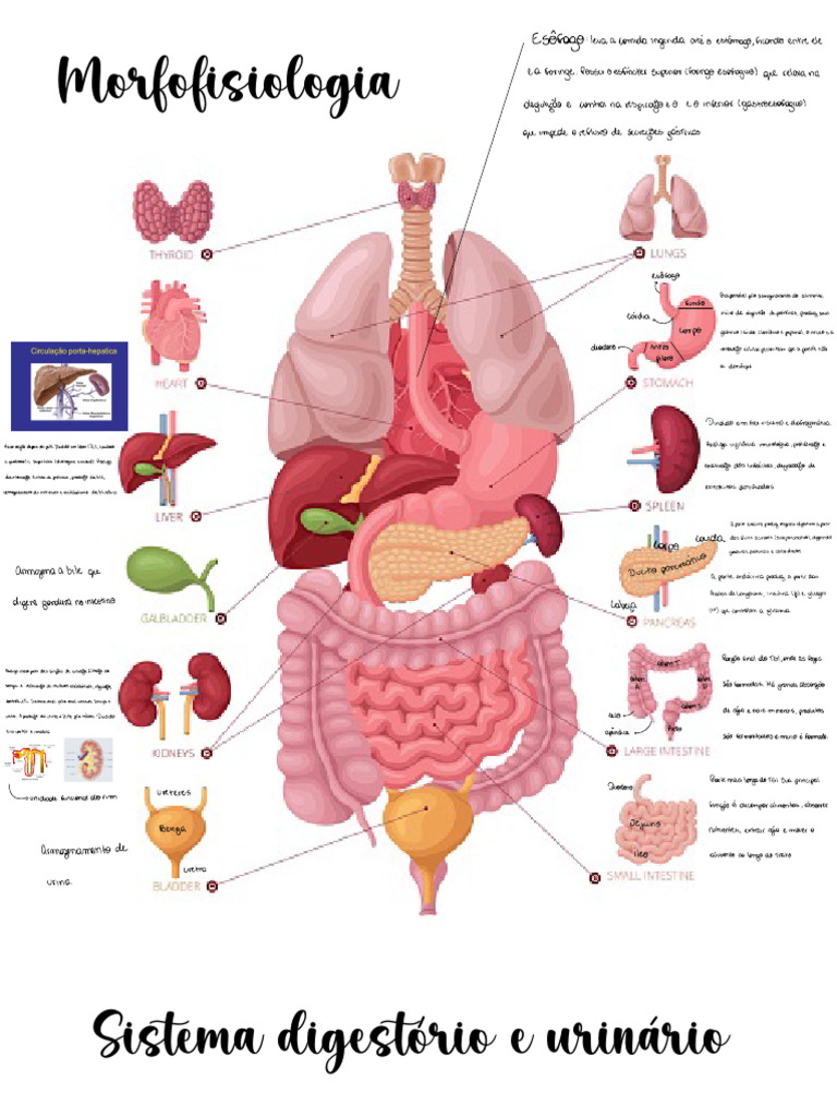 Morfofisiologia do Sistema Digestório e Urinário | PDF | Abdômen ...