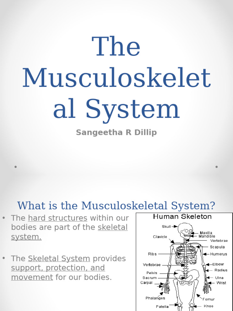 The Musculoskeletal System1 | PDF | Muscle | Human Musculoskeletal System
