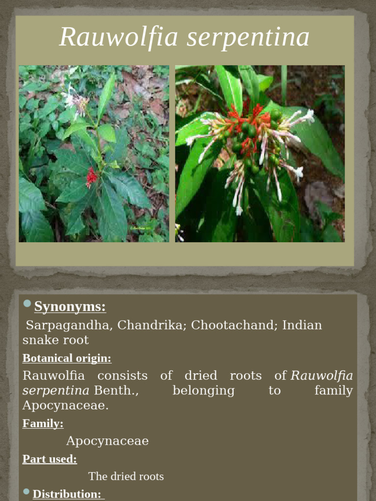 Rauwolfia Serpentina Overview and Uses | PDF | Plant Morphology ...