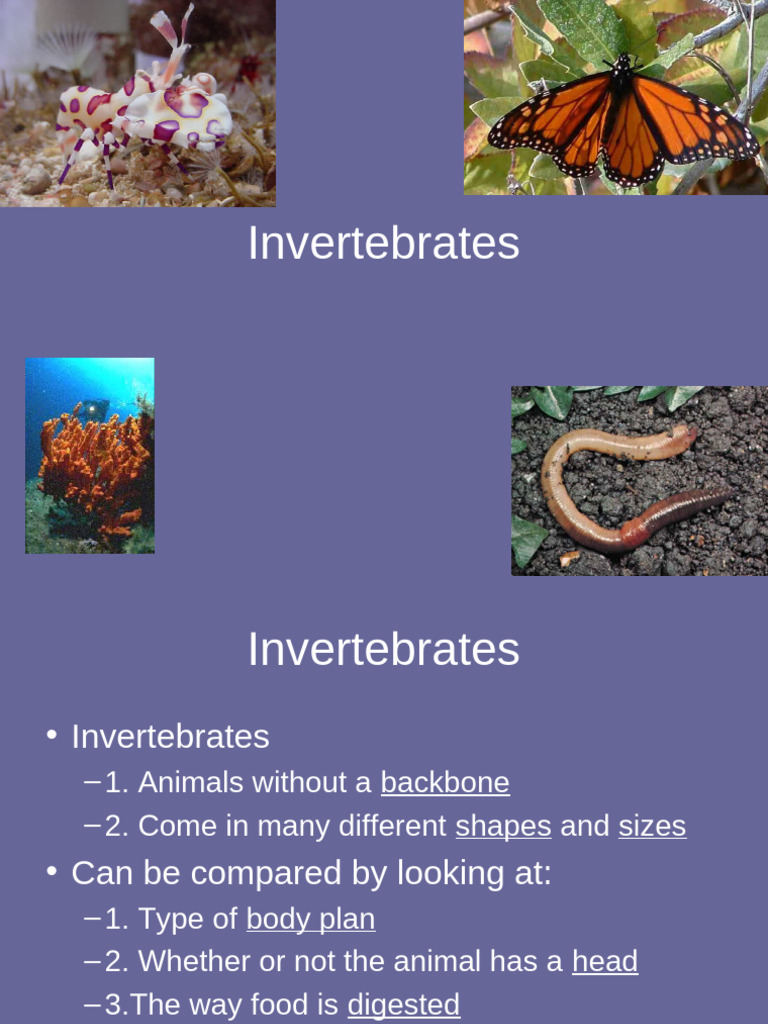 Invertebrates Pdf Mollusca Insects