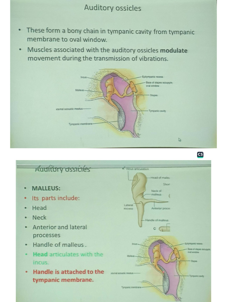 Anatomy of External and Middle Ear by DR Bachal | PDF