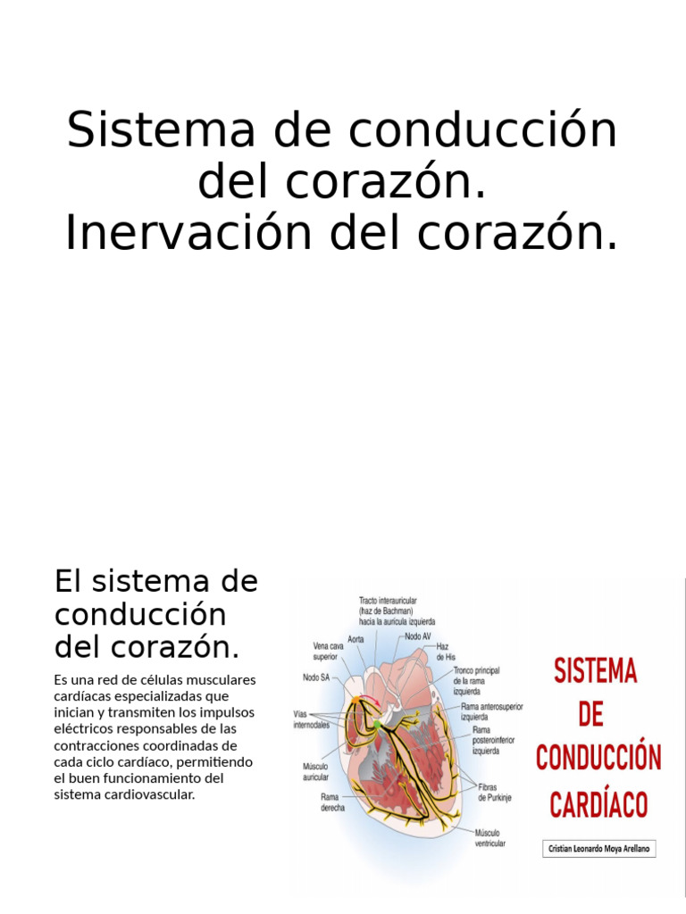 Sistema De Conducción Cardíaca Pdf Corazón Tórax Anatomía Humana