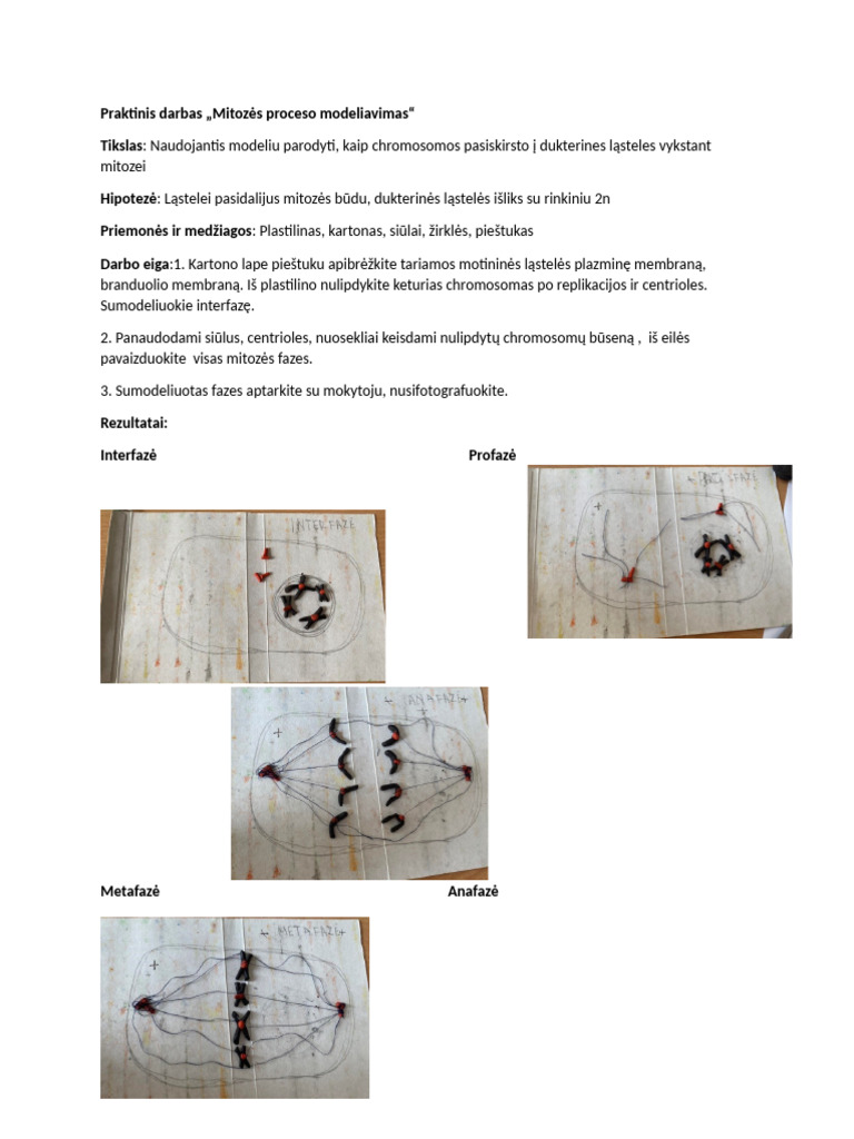 Mitozes Modeliavimas | PDF