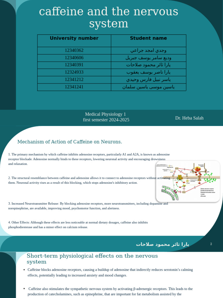 Caffeine's Effects on the Nervous System | PDF | Caffeine | Stress ...