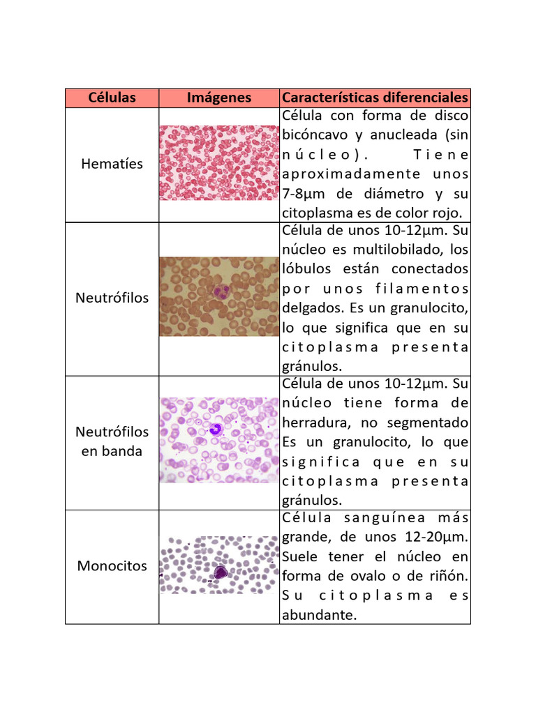 caracter-sticas-de-las-c-lulas-sangu-neas-pdf