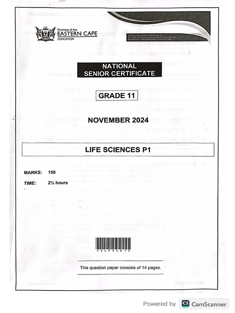 Grade 11 p1 November 2024 | PDF