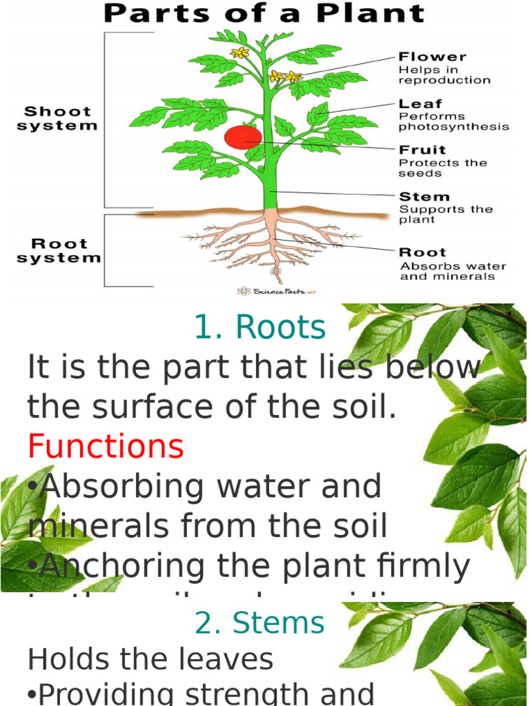 Parts of A Plant | PDF | Technology & Engineering
