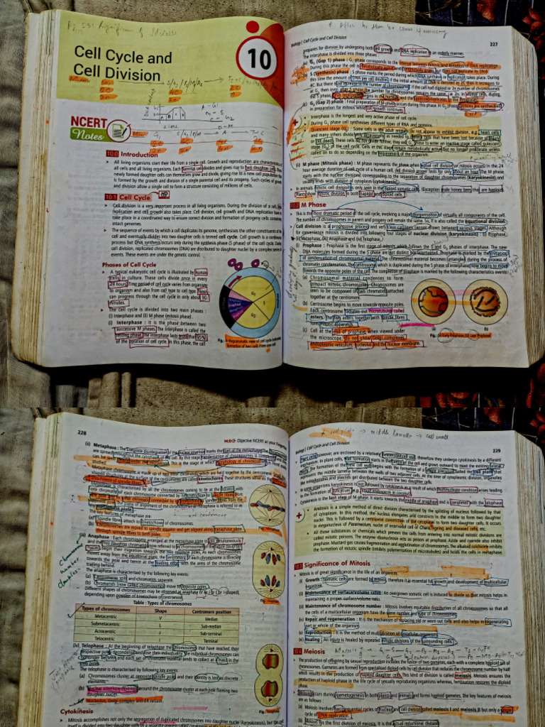 Cell Cycle and Cell Division | PDF | Meiosis | Cell Cycle