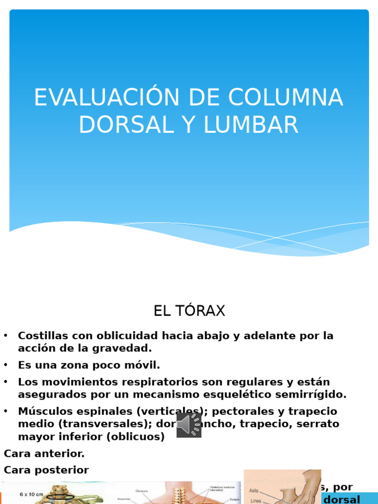 Evaluación de Columna Dorsal y Lumbar | PDF | La columna vertebral ...