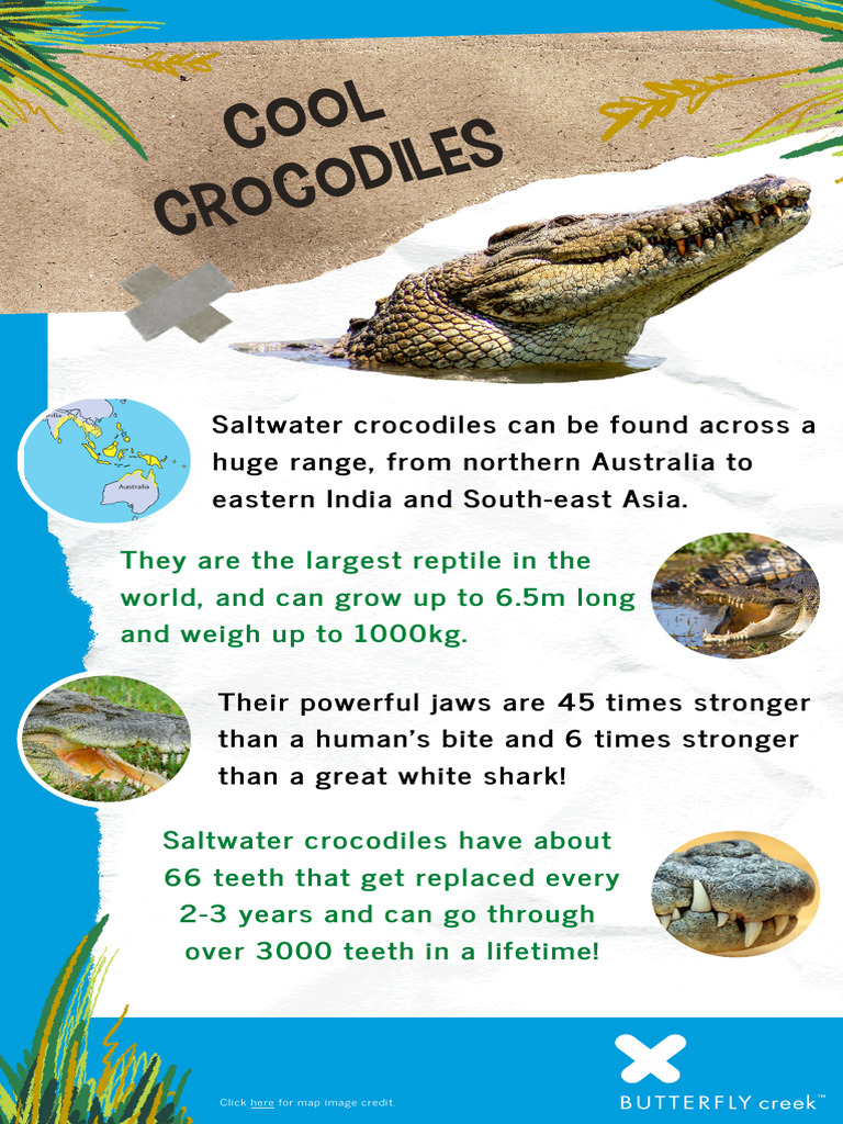 Cool Crocodile Facts For Kids 1 | PDF | Crocodile | Mouth