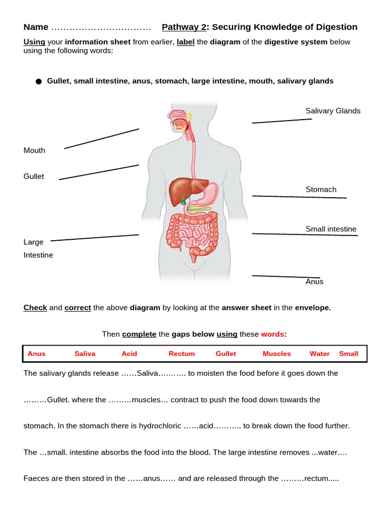 Digestive System Diagram and Functions | PDF | Science & Mathematics