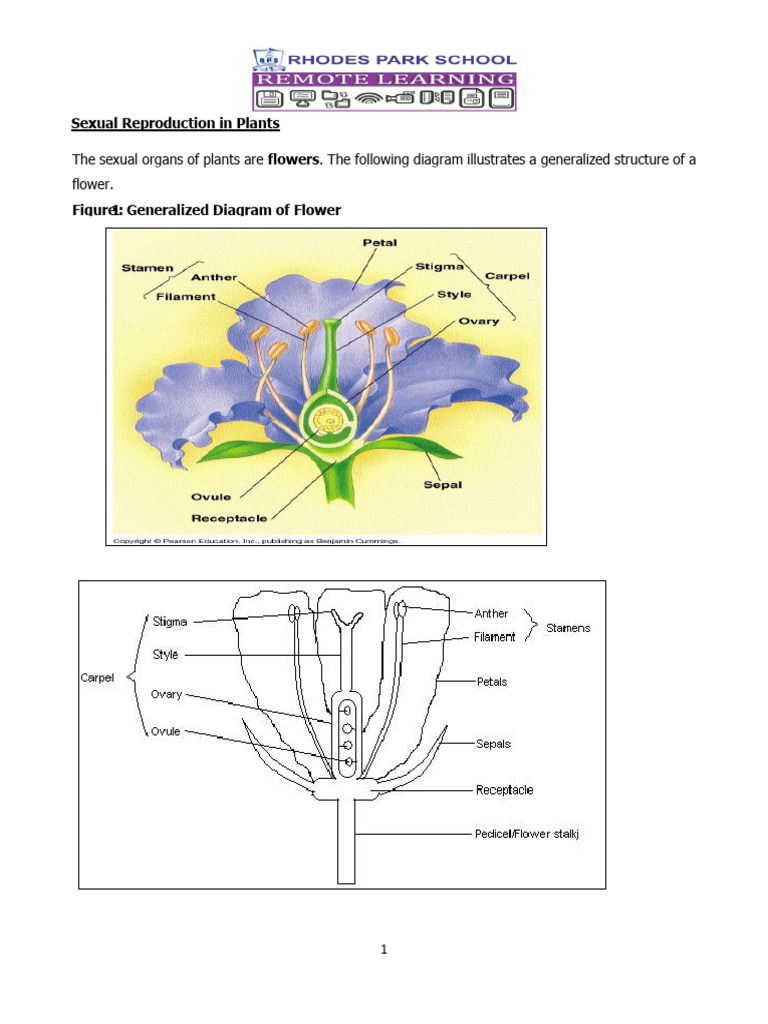 Structure and Function of Flower Parts | PDF | Flowers | Fertilisation