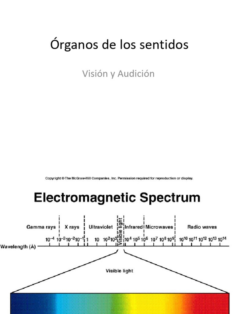 T5. Sistema Visual (Visión) | PDF | Ciencia y matemáticas