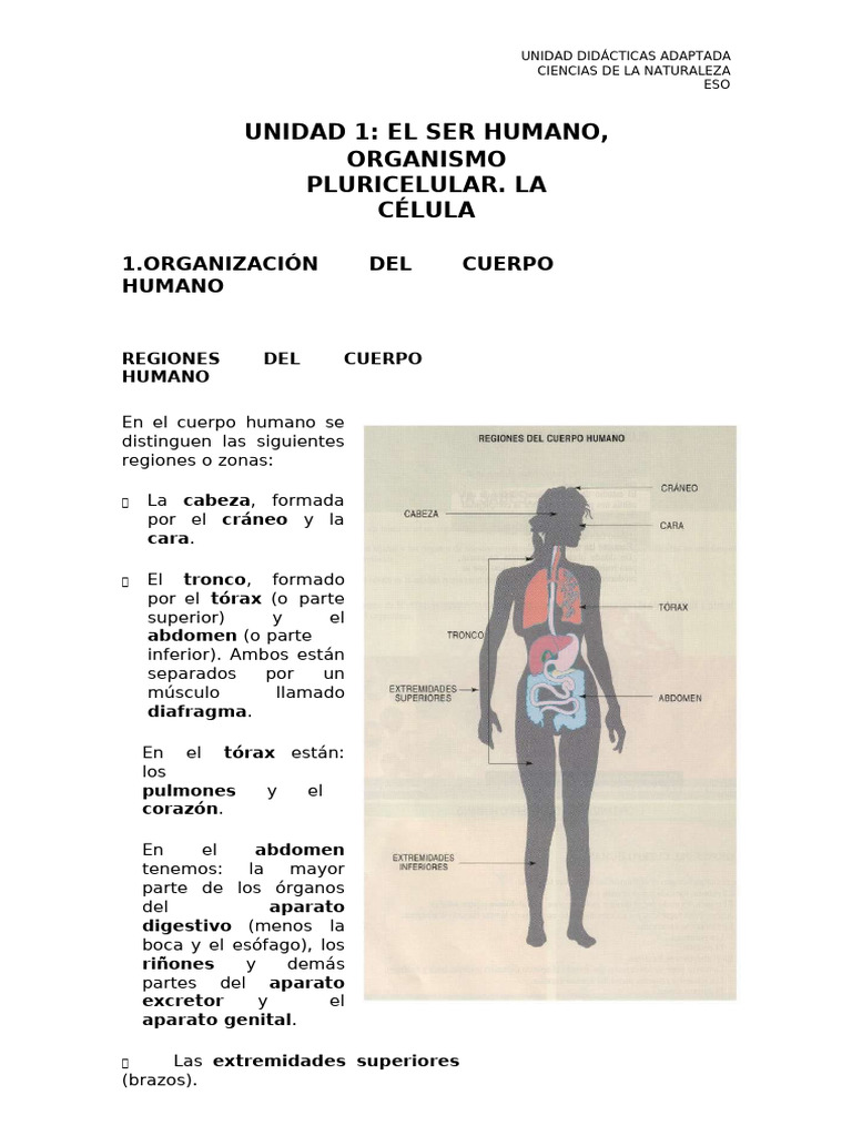 Estructura y Organización del Cuerpo Humano | PDF | Cuerpo humano ...