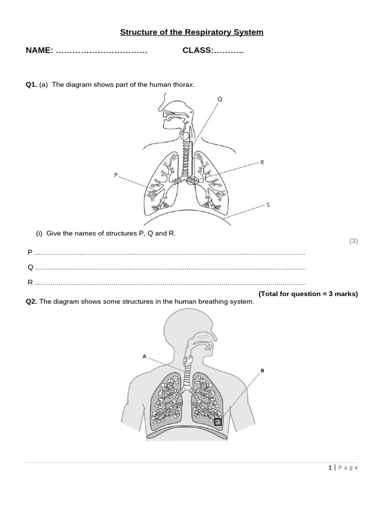 human-respiratory-system-structure-guide-pdf-respiratory-system