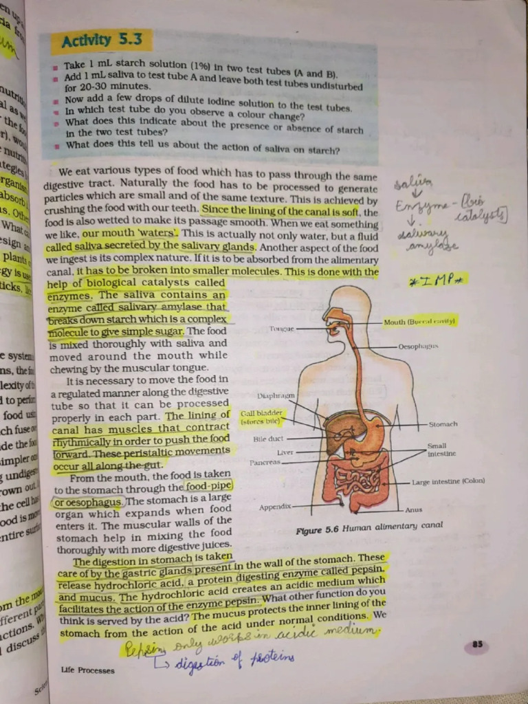 Science Notes | PDF