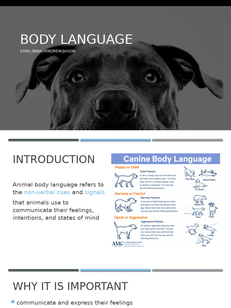 Body Language | PDF | Language Arts & Discipline | Self-Improvement