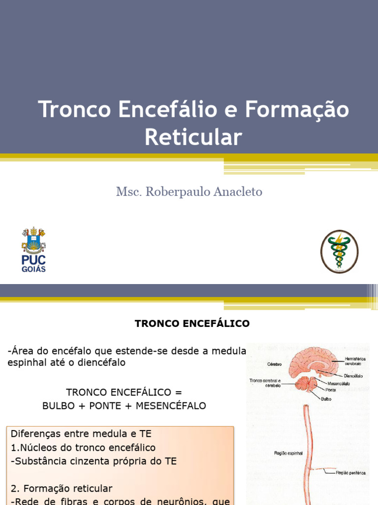 Aula 1 Tronco Encefálio e Formação Reticular | PDF | Sistema nervoso ...