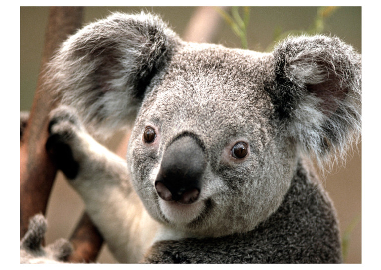 Koala | PDF