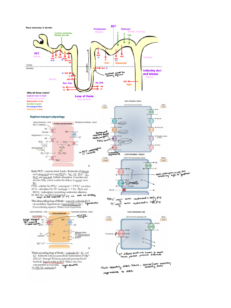 Nephron Physiology | PDF