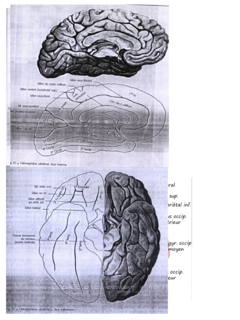 Fonctions des lobes cérébraux | PDF | Lobe temporal | Circonvolution ...