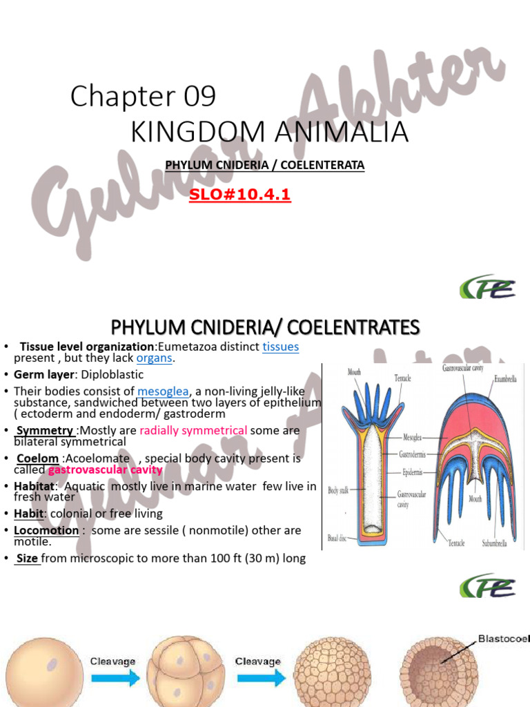 Overview of Phylum Cnidaria | PDF | Coral | Aquatic Animals