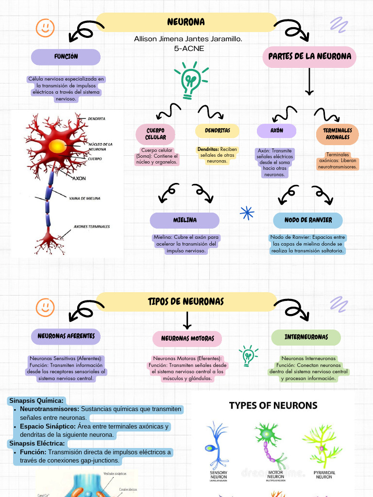 Mapa Conceptual de la Neurona | PDF | Neurona | Sinapsis