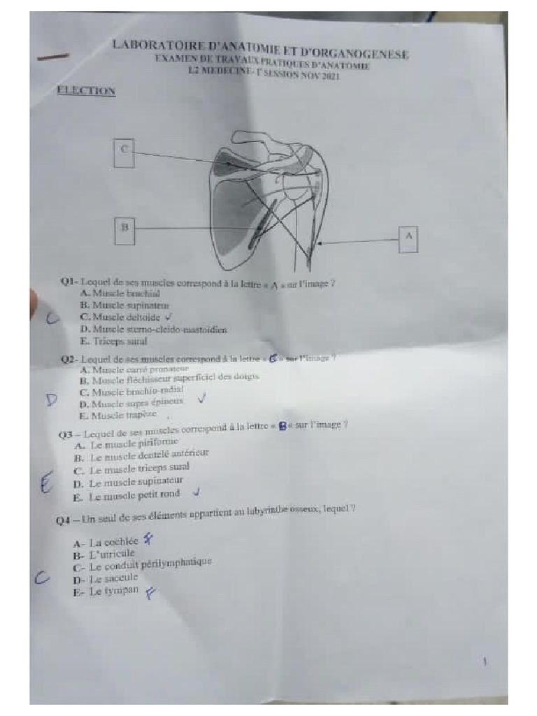 Examen TP Anatomie L2 2021 | PDF