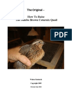 How To Raise Coturnix Quail