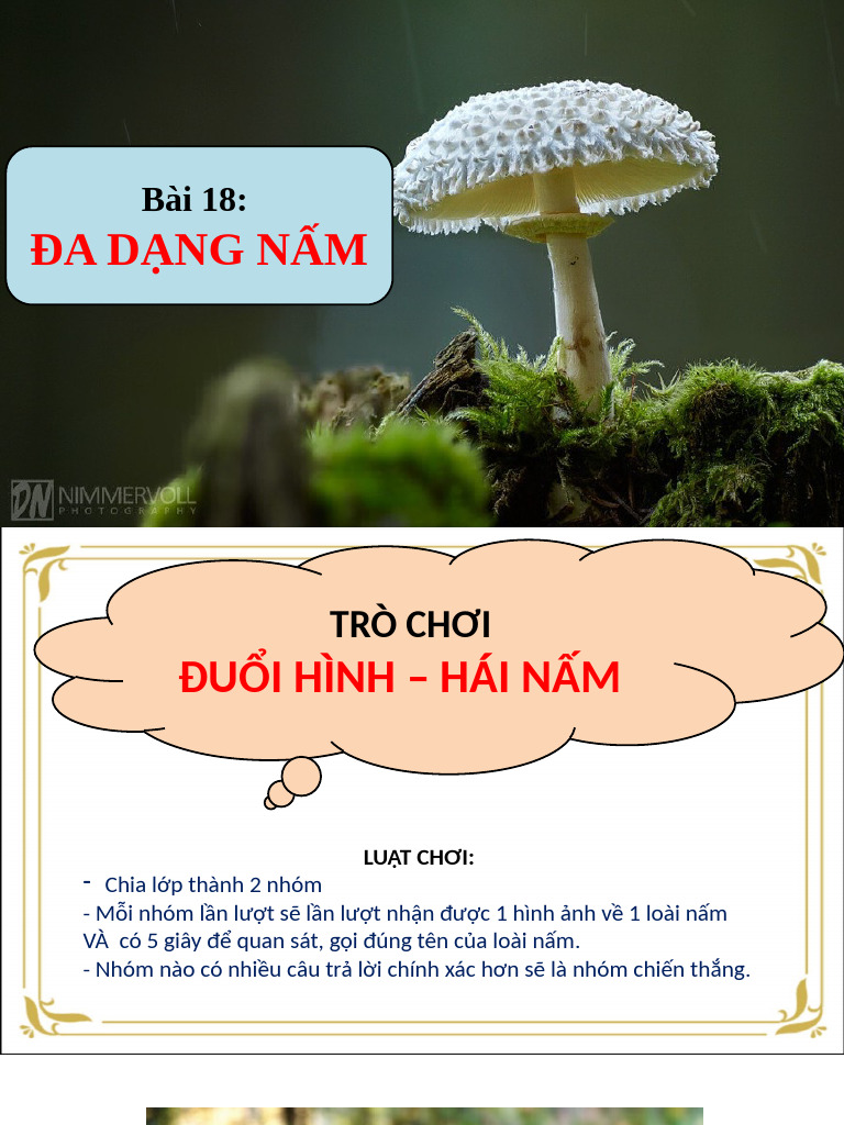 CD - CD8 - Bai18 - Da Dang Nam | PDF