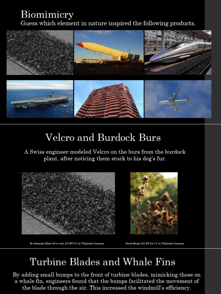 Biomimicry Examples | PDF | Home & Garden | Science & Mathematics