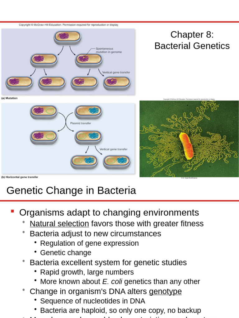 Chapter 08 Bacterial Genetics | PDF | Dna Repair | Dna