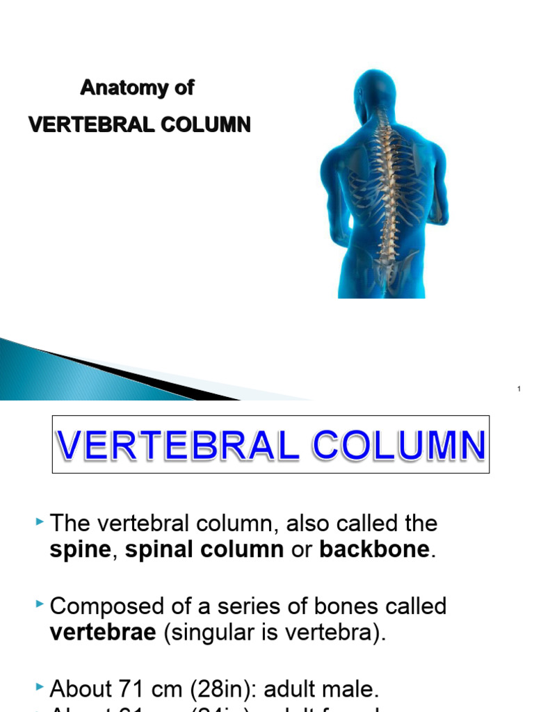Anatomy of the Vertebral Column | PDF | Vertebra | Vertebral Column