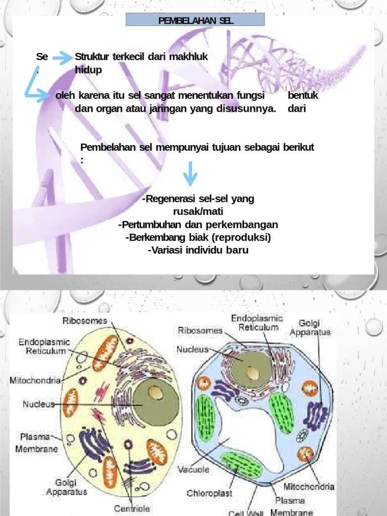 Pembelahan Sel | PDF | Sains & Matematika