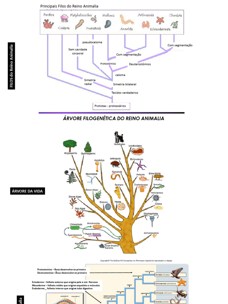 Filos do Reino Animalia: Classificação e Características | PDF ...