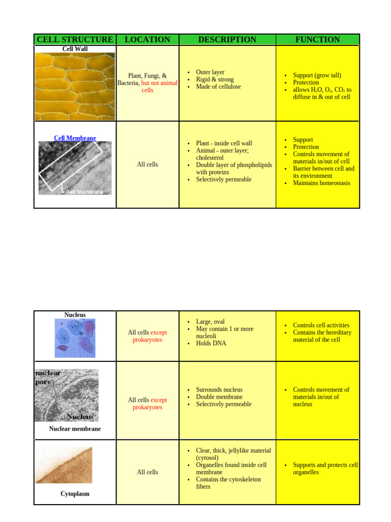 Cell Structure | PDF | Cell (Biology) | Endoplasmic Reticulum