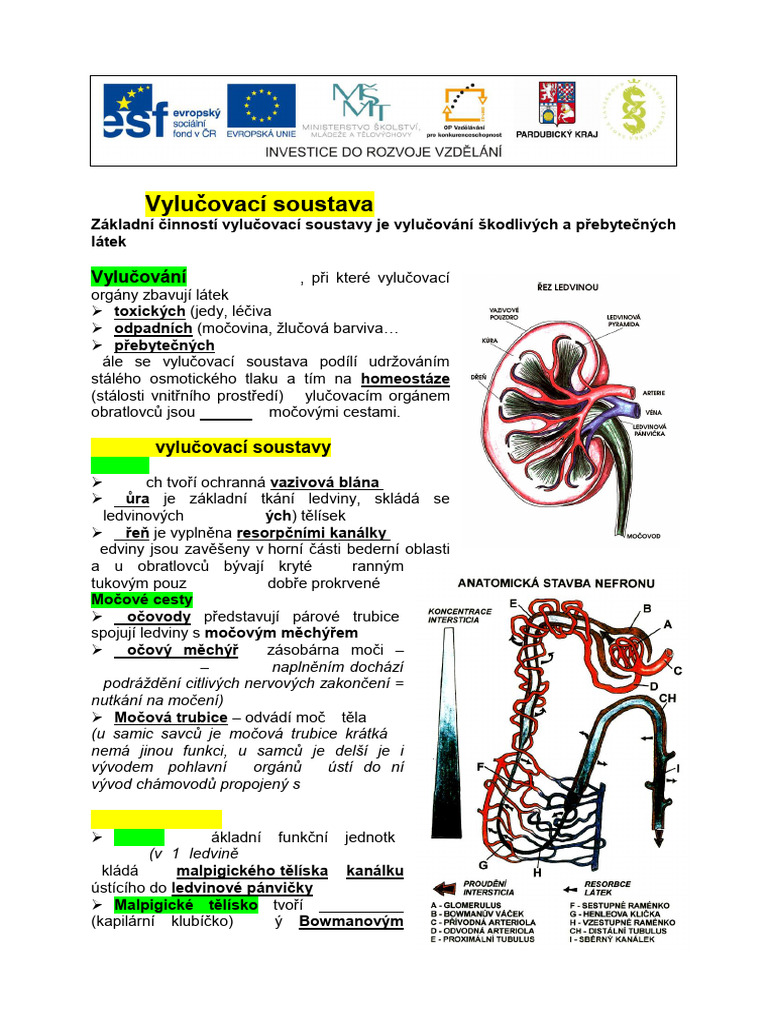 Fyziologie A Anatomie Cloveka - Vylucovaci Soustava | PDF