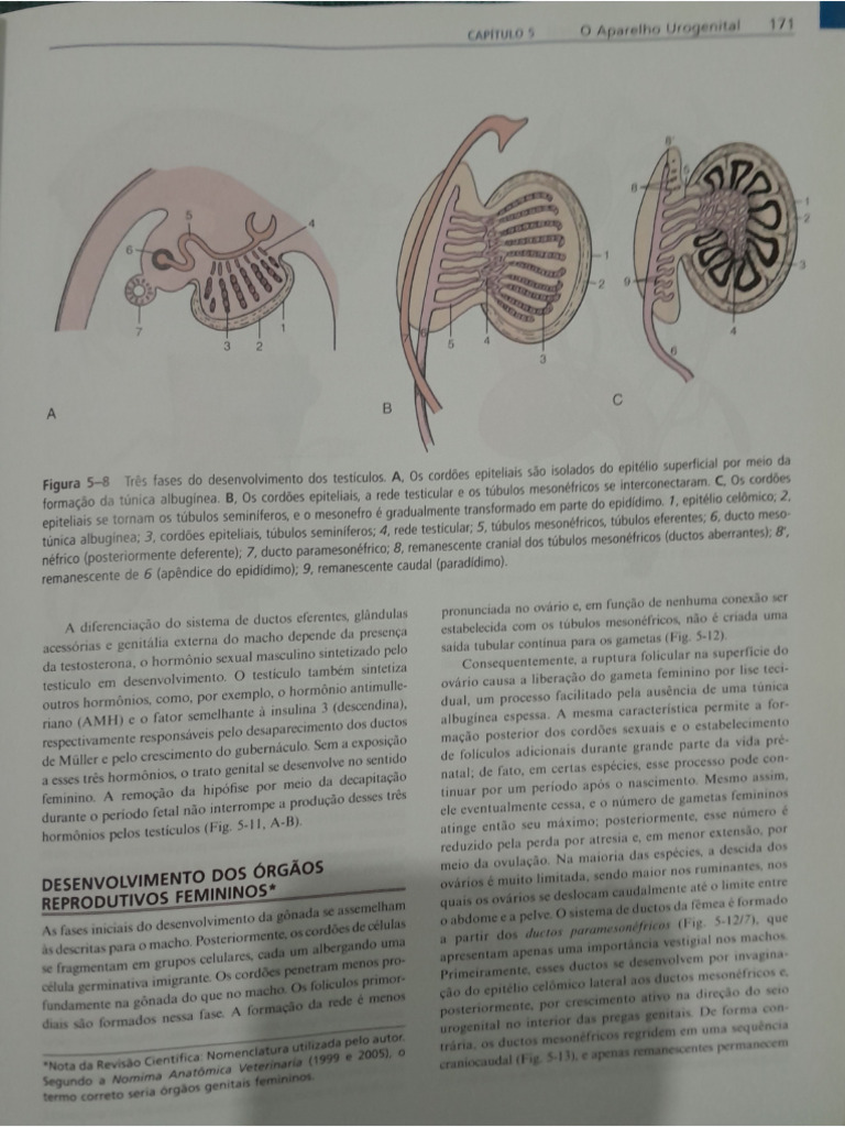 Órgão Reprodutivo Feminino | PDF