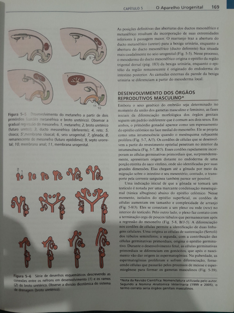 Órgão Reprodutivo Masculino | PDF