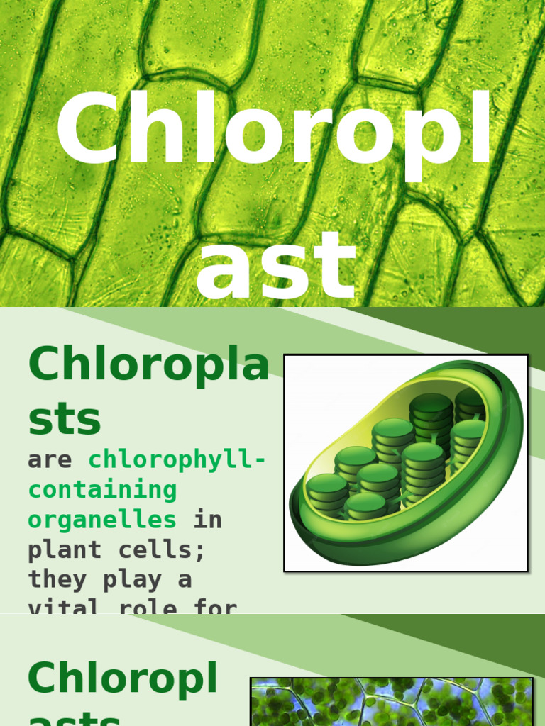 Chloroplast | PDF | Chloroplast | Photosynthesis